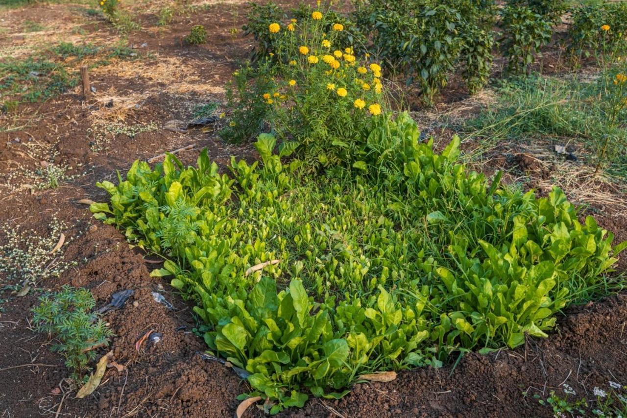 Saffronstays Serene Retreat, Alibaug Alībāg Ngoại thất bức ảnh